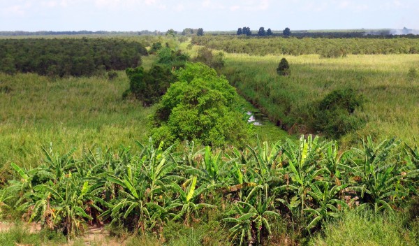 Chủ tịch Cà Mau yêu cầu xử lý nghiêm tình trạng chiếm đất rừng U Minh Hạ Chủ tịch Cà Mau yêu cầu xử lý nghiêm tình trạng chiếm đất rừng U Minh Hạ