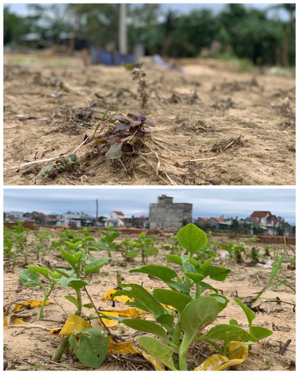 Đất làng rau phường Tuy Hòa thành 'đất chết', 'bỏ không được, nhìn đắng cay'