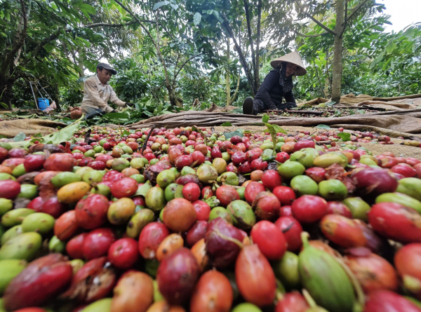 Dự báo 'cơn sốt' giá cà phê tiếp tục hạ nhiệt, vì sao?