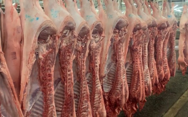 Giá heo hơi hôm nay 24.12.2025: Bật tăng lên 71.000 đồng/kg