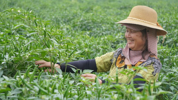 Giá ớt lập kỷ lục, nông dân Thanh Hóa… mất ngủ Giá ớt lập kỷ lục, nông dân Thanh Hóa… mất ngủ