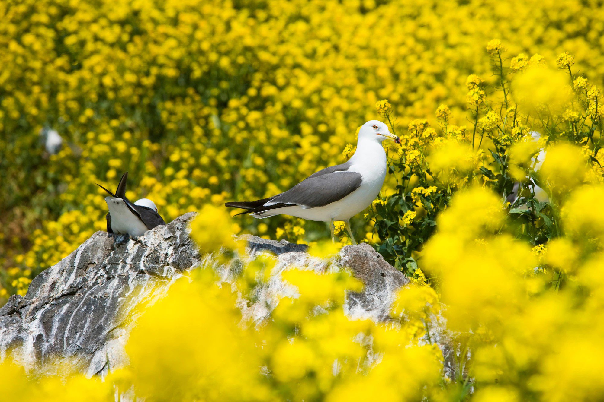 Kỳ lạ chiếc bánh quy hình phân chim nhưng hút khách không ngờ