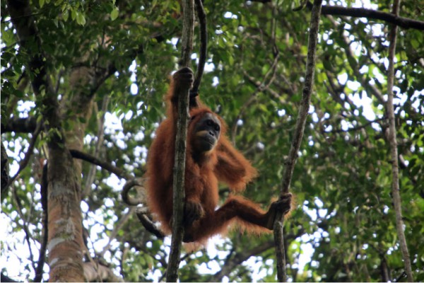 Lũ lụt Indonesia đẩy một loài đười ươi gần đến mức tuyệt chủng?