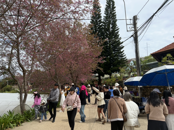 Nhiều khách Việt muốn đi Đà Lạt vào dịp Tết Nguyên đán