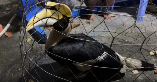 TP.HCM: Liên tiếp bắt được chim nghi là hồng hoàng quý hiếm tại xã Xuân Thới Sơn