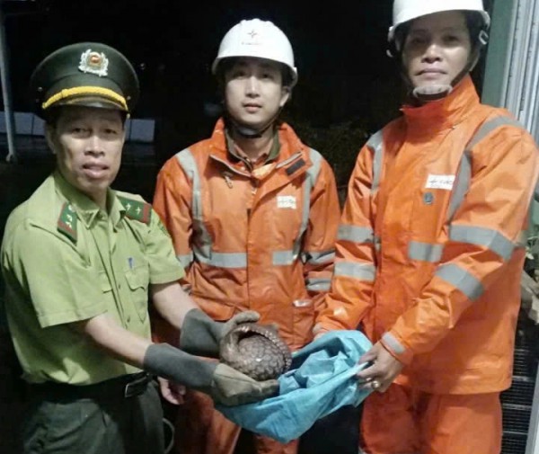 TP.Huế: Công nhân điện lực cứu hộ động vật quý hiếm trong đêm TP.Huế: Công nhân điện lực cứu hộ động vật quý hiếm trong đêm