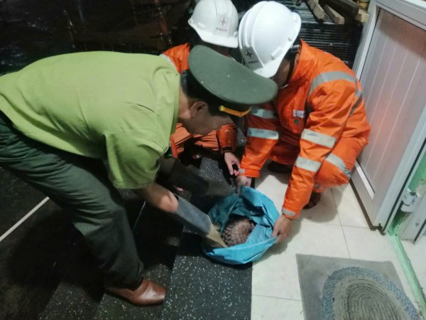 TP.Huế: Công nhân điện lực cứu hộ động vật quý hiếm trong đêm TP.Huế: Công nhân điện lực cứu hộ động vật quý hiếm trong đêm