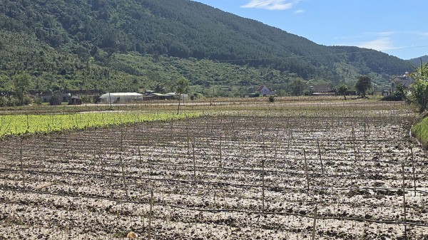 Tan hoang 'thủ phủ' hoa lay ơn Tan hoang 'thủ phủ' hoa lay ơn