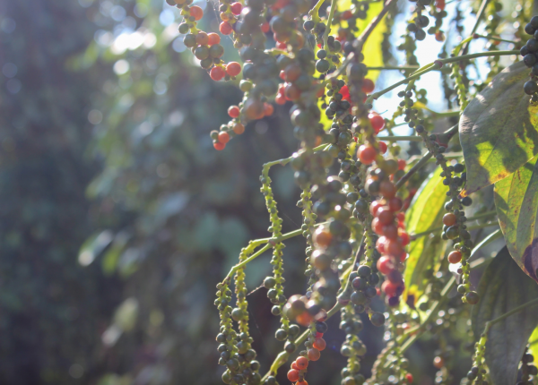 'Vàng đen' phá kỷ lục 10 năm trước