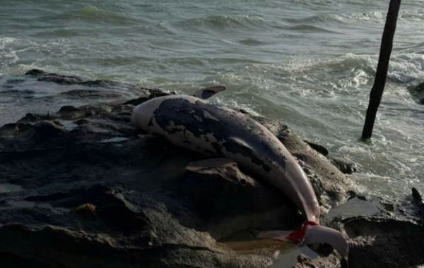 Phú Quốc: Cá heo hơn 100 kg chết, trôi dạt vào bờ biển Bãi Thơm