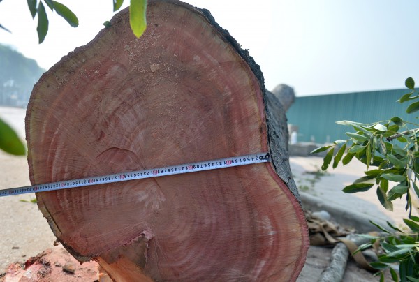 Hà Nội: Chặt hạ, dịch chuyển hàng xà cừ cổ thụ trên đường 70 Hà Nội: Chặt hạ, dịch chuyển hàng xà cừ cổ thụ trên đường 70