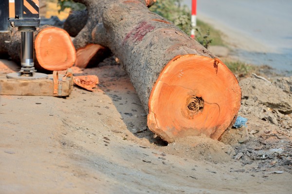 Hà Nội: Chặt hạ, dịch chuyển hàng xà cừ cổ thụ trên đường 70 Hà Nội: Chặt hạ, dịch chuyển hàng xà cừ cổ thụ trên đường 70