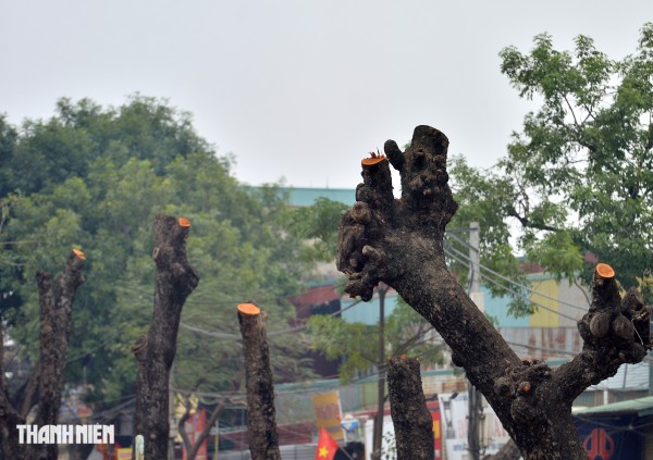 Hà Nội: Chặt hạ, dịch chuyển hàng xà cừ cổ thụ trên đường 70 Hà Nội: Chặt hạ, dịch chuyển hàng xà cừ cổ thụ trên đường 70