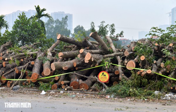 Hà Nội: Chặt hạ, dịch chuyển hàng xà cừ cổ thụ trên đường 70 Hà Nội: Chặt hạ, dịch chuyển hàng xà cừ cổ thụ trên đường 70