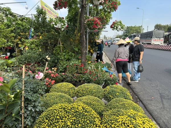 Bất ngờ giá hoa cúc mâm xôi giảm mạnh, vì sao?