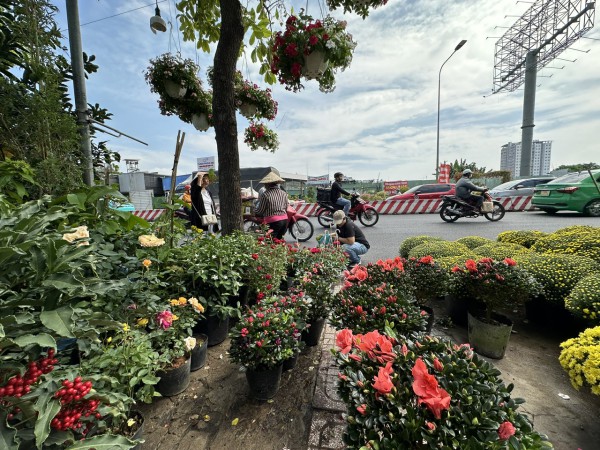 Bất ngờ giá hoa cúc mâm xôi giảm mạnh, vì sao?