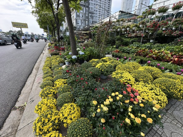 Bất ngờ giá hoa cúc mâm xôi giảm mạnh, vì sao?