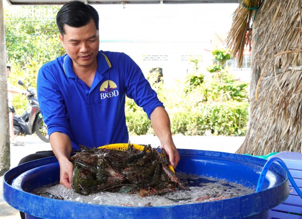 Tôm sú khô nguyên vỏ Cà Mau 'cháy hàng' dịp tết, giá 1,5 triệu/kg vẫn hút khách Tôm sú khô nguyên vỏ Cà Mau 'cháy hàng' dịp tết, giá 1,5 triệu/kg vẫn hút khách