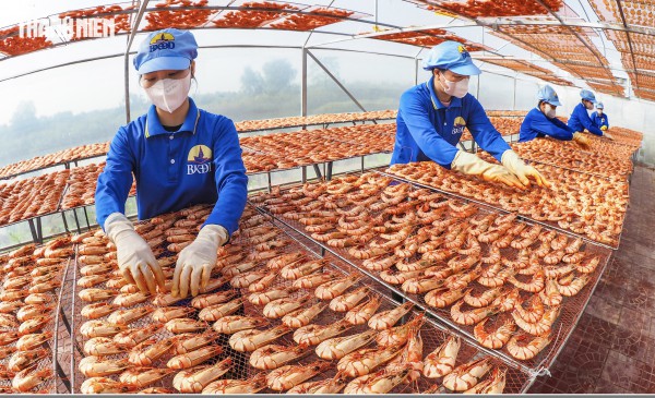 Tôm sú khô nguyên vỏ Cà Mau 'cháy hàng' dịp tết, giá 1,5 triệu/kg vẫn hút khách Tôm sú khô nguyên vỏ Cà Mau 'cháy hàng' dịp tết, giá 1,5 triệu/kg vẫn hút khách