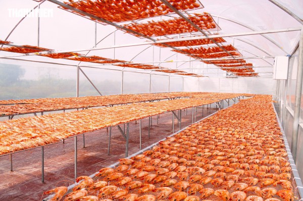 Tôm sú khô nguyên vỏ Cà Mau 'cháy hàng' dịp tết, giá 1,5 triệu/kg vẫn hút khách Tôm sú khô nguyên vỏ Cà Mau 'cháy hàng' dịp tết, giá 1,5 triệu/kg vẫn hút khách