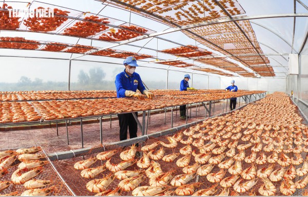 Tôm sú khô nguyên vỏ Cà Mau 'cháy hàng' dịp tết, giá 1,5 triệu/kg vẫn hút khách Tôm sú khô nguyên vỏ Cà Mau 'cháy hàng' dịp tết, giá 1,5 triệu/kg vẫn hút khách