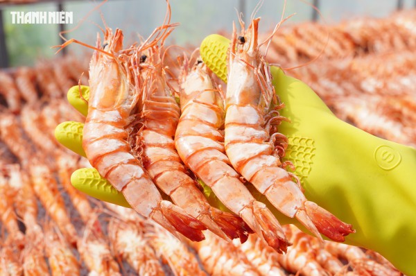 Tôm sú khô nguyên vỏ Cà Mau 'cháy hàng' dịp tết, giá 1,5 triệu/kg vẫn hút khách Tôm sú khô nguyên vỏ Cà Mau 'cháy hàng' dịp tết, giá 1,5 triệu/kg vẫn hút khách