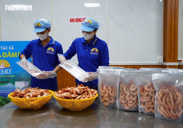 Tôm sú khô nguyên vỏ Cà Mau 'cháy hàng' dịp tết, giá 1,5 triệu/kg vẫn hút khách Tôm sú khô nguyên vỏ Cà Mau 'cháy hàng' dịp tết, giá 1,5 triệu/kg vẫn hút khách