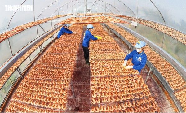 Tôm sú khô nguyên vỏ Cà Mau 'cháy hàng' dịp tết, giá 1,5 triệu/kg vẫn hút khách Tôm sú khô nguyên vỏ Cà Mau 'cháy hàng' dịp tết, giá 1,5 triệu/kg vẫn hút khách