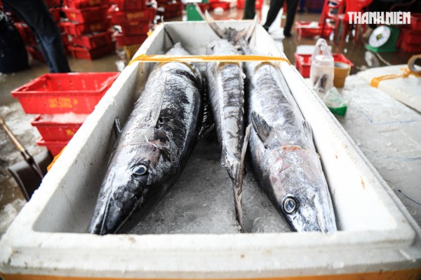 Ngư dân Quảng Ngãi rộn ràng phiên biển cuối năm: 'Mệt mấy cũng vui'