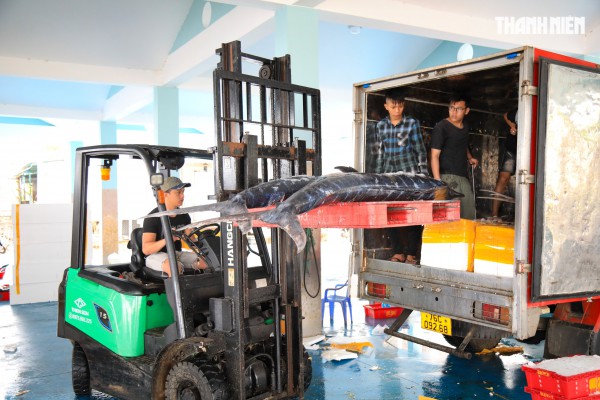 Ngư dân Quảng Ngãi rộn ràng phiên biển cuối năm: 'Mệt mấy cũng vui'