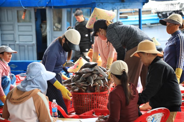 Ngư dân Quảng Ngãi rộn ràng phiên biển cuối năm: 'Mệt mấy cũng vui'