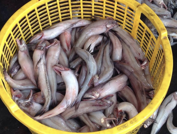 Cá khoai là cá gì? Loại cá thịt mềm... tan ngay trong miệng nấu món gì ngon? Cá khoai là cá gì? Loại cá thịt mềm... tan ngay trong miệng nấu món gì ngon?