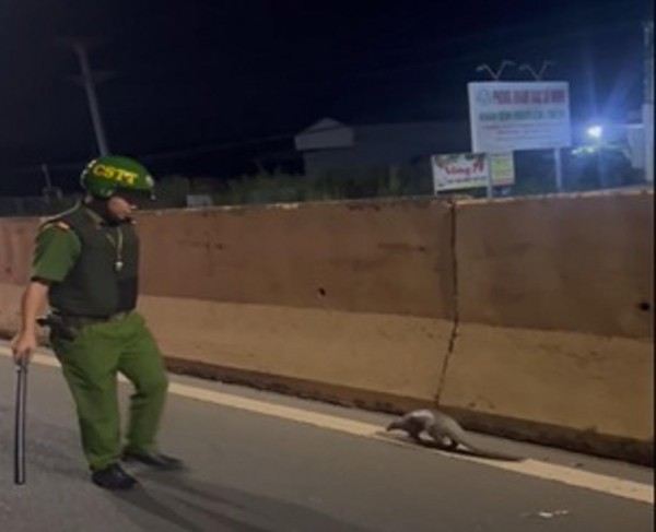 Đồng Nai: Công an tuần tra, phát hiện động vật quý hiếm đang bò trên quốc lộ 13