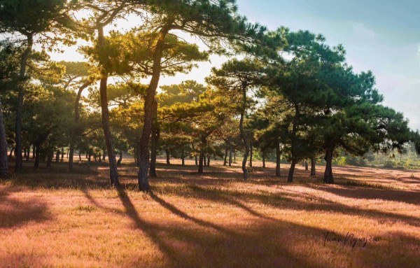 Gia Lai chấp thuận dự án sân golf Đăk Đoa hơn 1.150 tỉ đồng