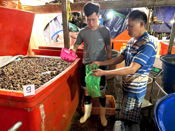 Ngâm ốc bươu bằng thủy tinh lỏng: Độc cỡ nào? Ngâm ốc bươu bằng thủy tinh lỏng: Độc cỡ nào?