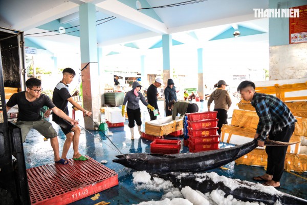 Ngư dân Quảng Ngãi rộn ràng phiên biển cuối năm: 'Mệt mấy cũng vui'