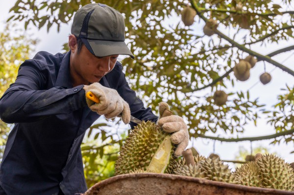 Sầu riêng Việt Nam sắp vượt Thái Lan ở thị trường Trung Quốc? Sầu riêng Việt Nam sắp vượt Thái Lan ở thị trường Trung Quốc?