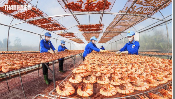 Tôm sú khô nguyên vỏ Cà Mau 'cháy hàng' dịp tết, giá 1,5 triệu/kg vẫn hút khách Tôm sú khô nguyên vỏ Cà Mau 'cháy hàng' dịp tết, giá 1,5 triệu/kg vẫn hút khách