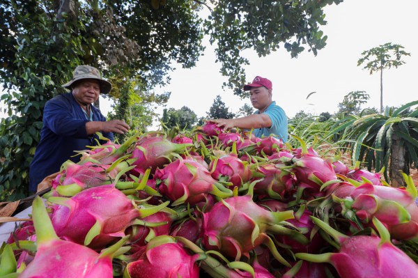 Trung Quốc chi 24 tỉ USD mua rau quả, Việt Nam tăng mạnh nhất