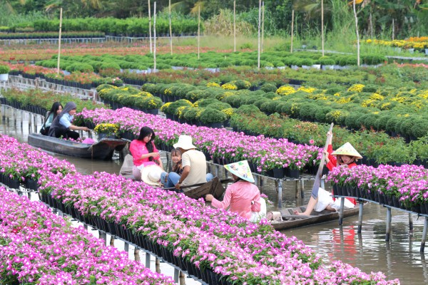 Biến vườn hoa kiểng thành điểm check-in, nông dân Sa Đéc thu tiền triệu mỗi ngày Biến vườn hoa kiểng thành điểm check-in, nông dân Sa Đéc thu tiền triệu mỗi ngày