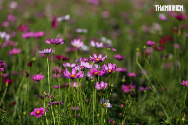 Ngắm đóa sen khổng lồ kết từ 50.000 chậu hoa khoe sắc bên kinh thành Huế