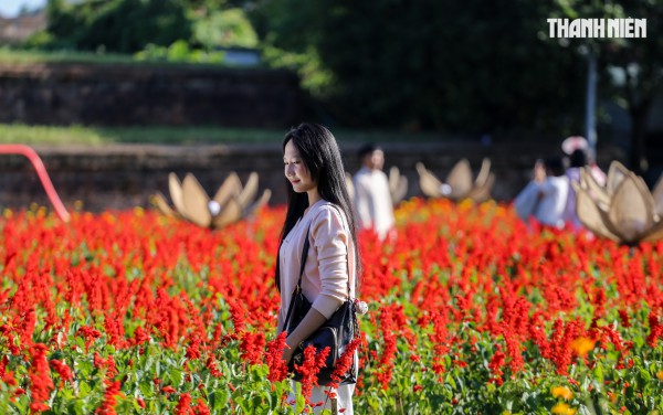 Ngắm đóa sen khổng lồ kết từ 50.000 chậu hoa khoe sắc bên kinh thành Huế