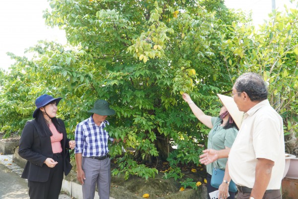 Vườn bonsai tiền tỉ của nghệ nhân miền Tây khởi nguồn từ thú chơi mai tết