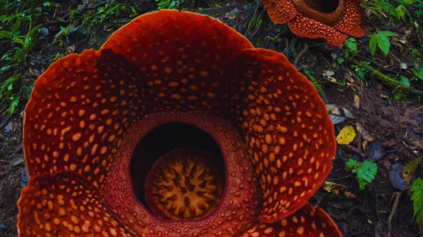 Cuộc đời kỳ lạ của loài hoa lớn nhất trái đất, nghe tên là muốn ngất