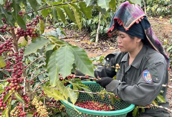 Doanh nghiệp xuất khẩu cà phê bứt tốc