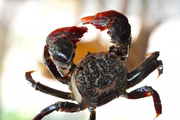 Chuyện ít biết về chù ụ - đặc sản kín tiếng của rừng ngập mặn Cà Mau