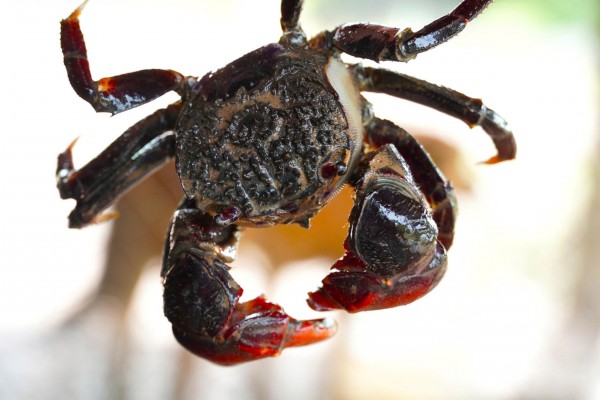 Chuyện ít biết về chù ụ - đặc sản kín tiếng của rừng ngập mặn Cà Mau