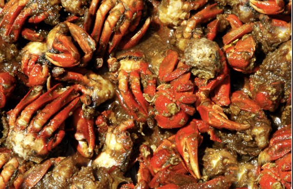 Chuyện ít biết về chù ụ - đặc sản kín tiếng của rừng ngập mặn Cà Mau