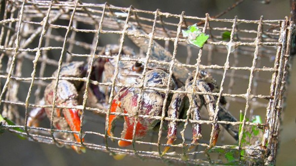 Chuyện ít biết về chù ụ - đặc sản kín tiếng của rừng ngập mặn Cà Mau