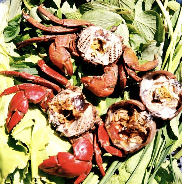 Chuyện ít biết về chù ụ - đặc sản kín tiếng của rừng ngập mặn Cà Mau